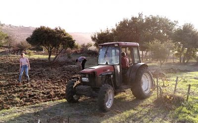 Martine (Niederlande)